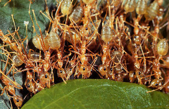 Des fourmis rapprochent les feuilles