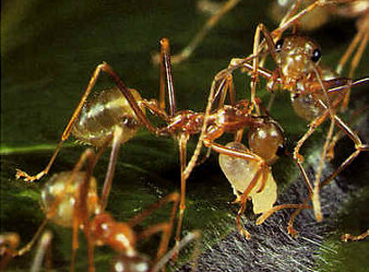 Une fourmis ouvrière utilise une larve pour avoir de la soie qui colle les feuilles