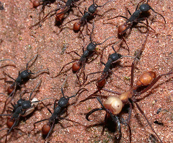 Une armée de fourmis en marche