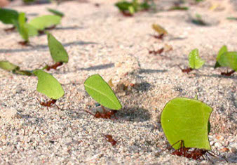 Une file de fourmis portant des feuilles
