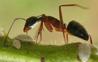 Une foumris Camponotus saundersi