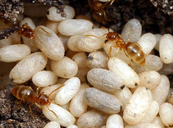 Des cocons de fourmis