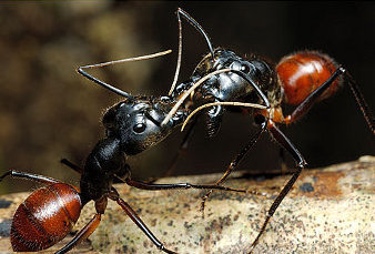 Deux fourmis s’affrontent