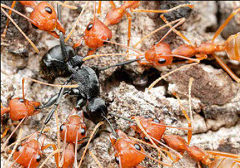 Une fourmi noire encerclée par des fourmis rousses
