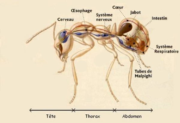 L'anatomie interne de la fourmi