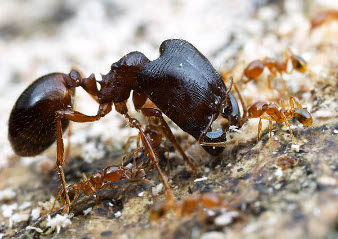 Une fourmi soldate avec une enorme tête