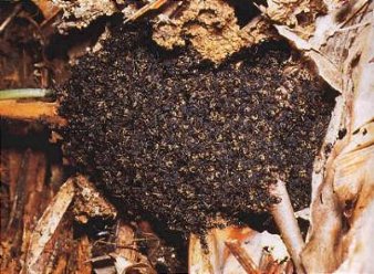 Les fourmis vivantes s’assemblent pour former une fourmilière.