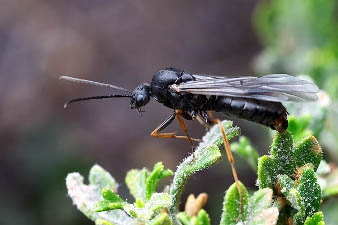 Un mâle fourmi ailé