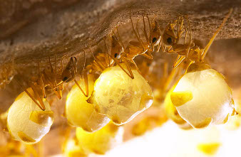 Des fourmis pot de miel