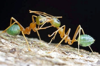 Deux fourmis qui pratiquent la trophallaxie